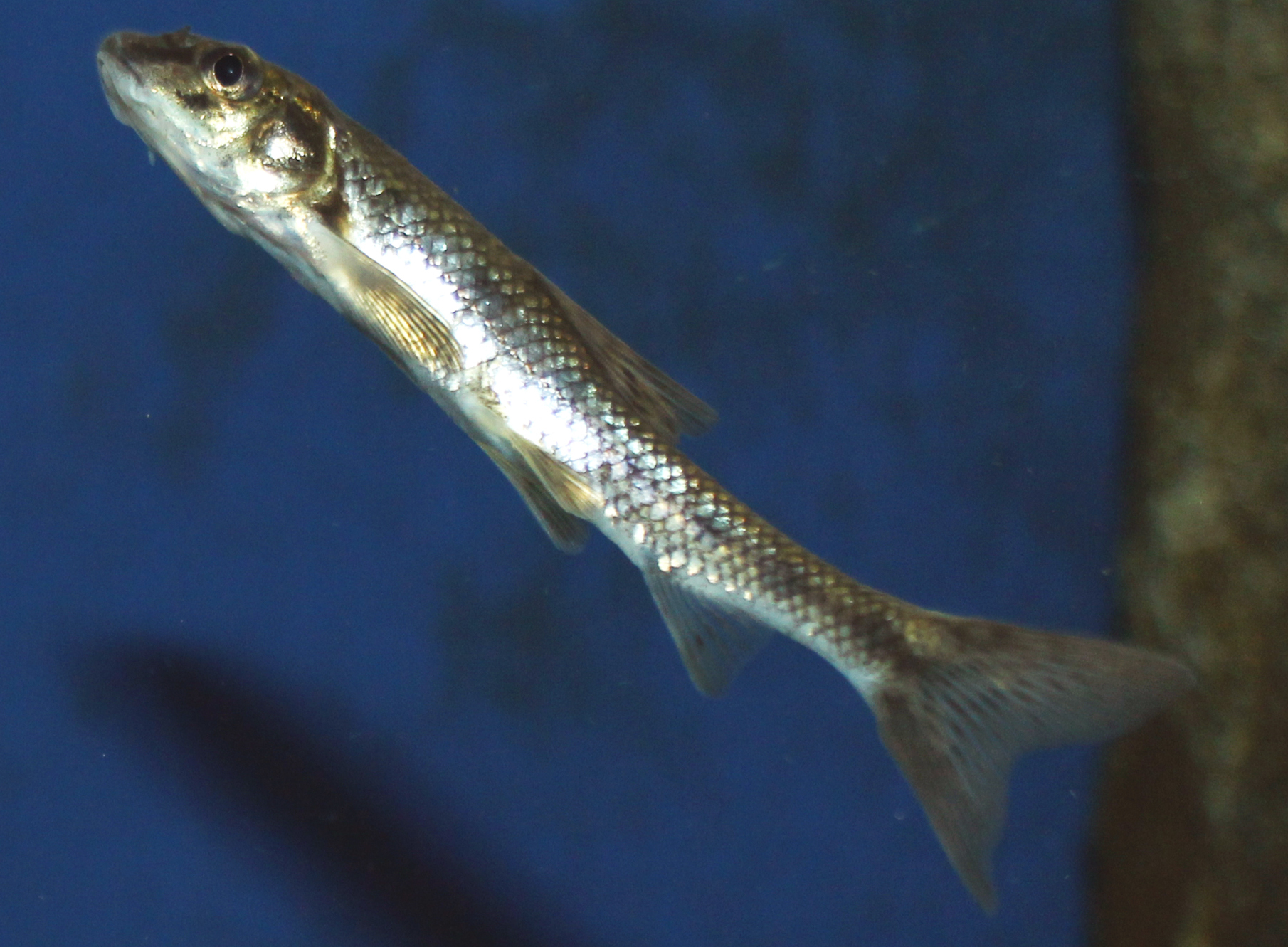Le Goujon - Biologie, vie en torrent et pêche en rivière habitat goujon poisson