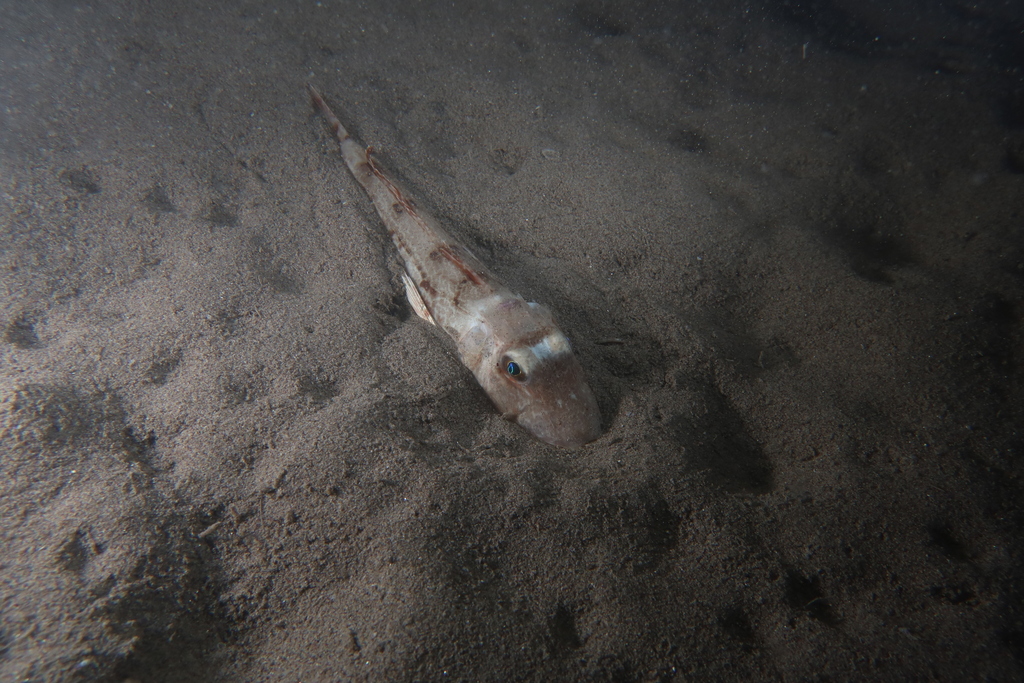 grondin poisson - identification