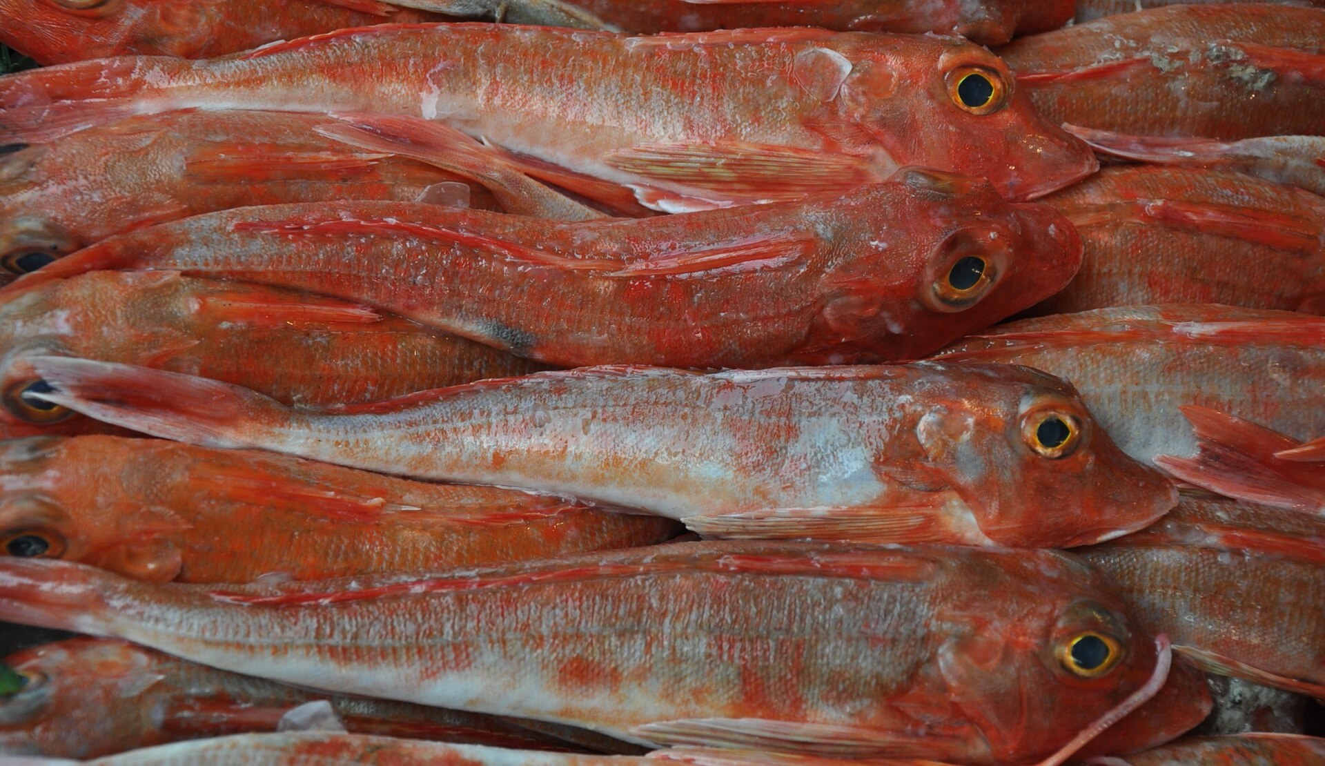 habitat grondin poisson