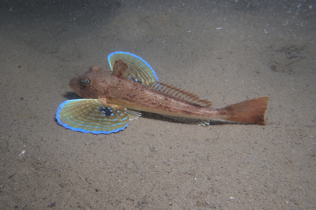 pêche grondin poisson