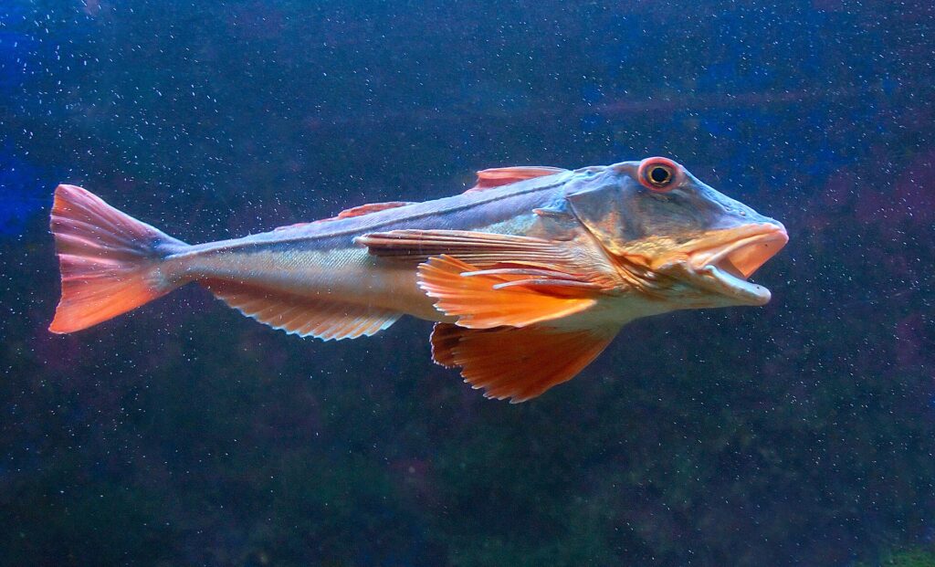 grondin poisson - Grondin