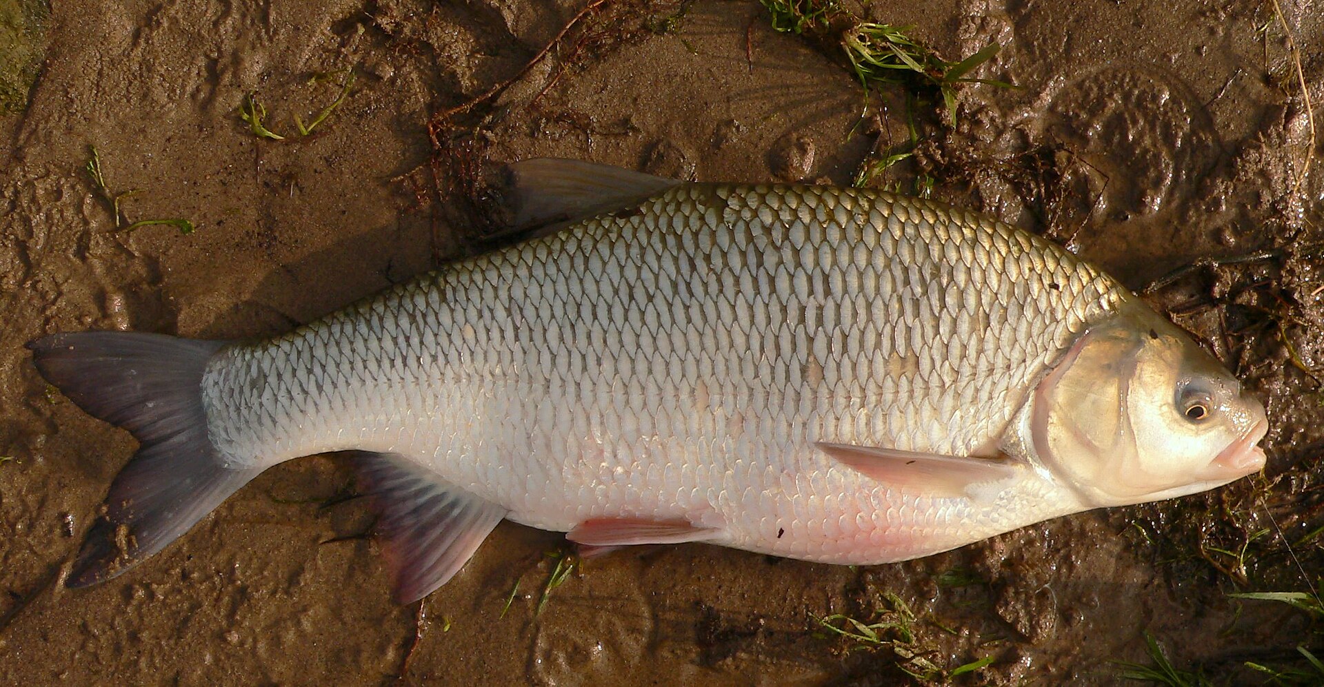 habitat ide melanote