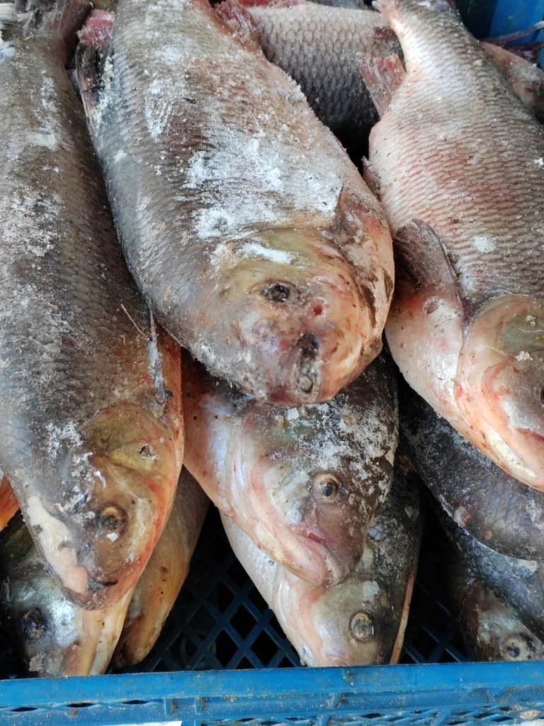 pêche ide melanote