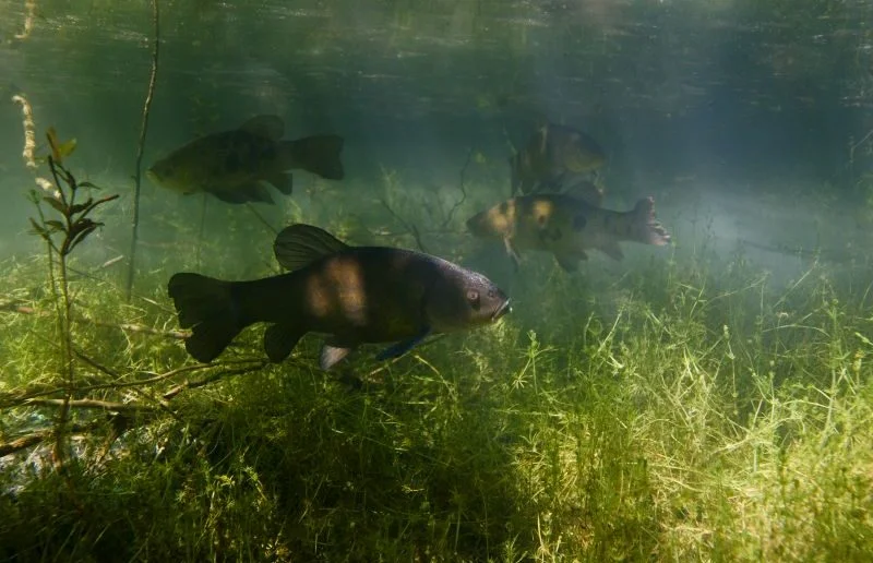 la tanche poisson