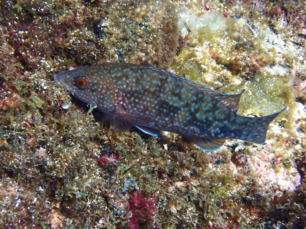 Le Labre - Habitat rocheux et pêche aux leurres souples labres poissons - identification