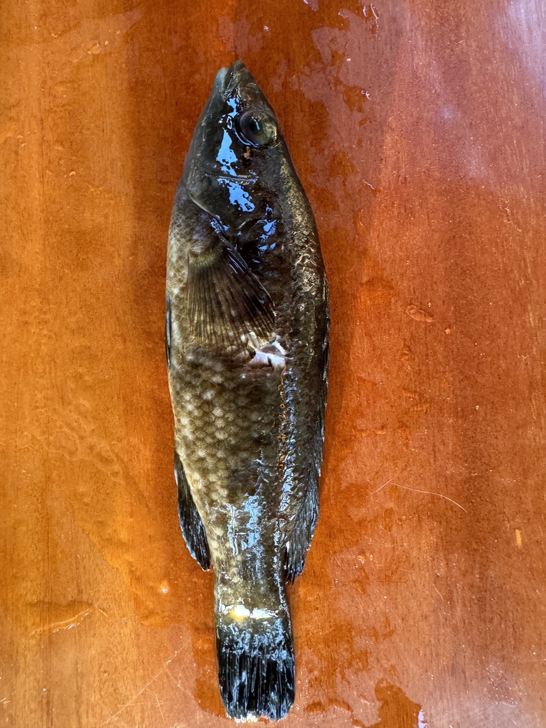 Le Labre - Habitat rocheux et pêche aux leurres souples pêche labres poissons