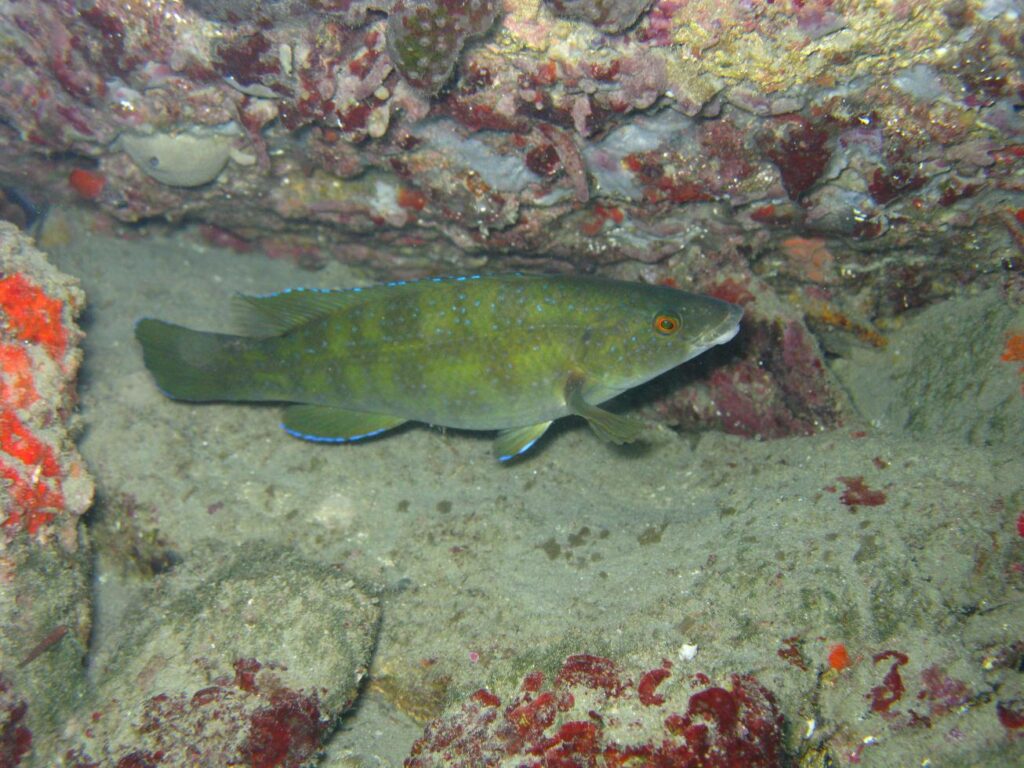 labres poissons - Labre