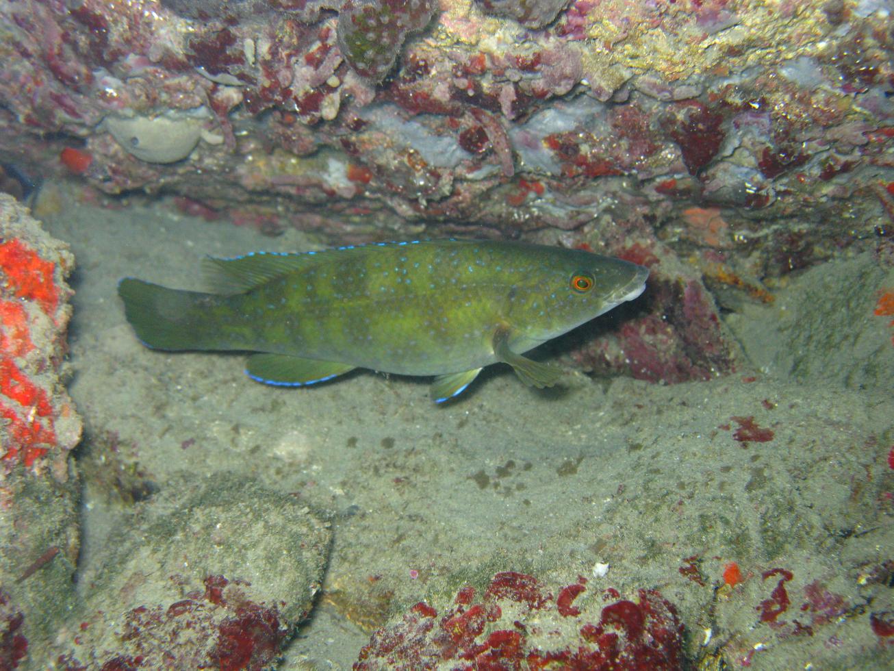 Le Labre - Habitat rocheux et pêche aux leurres souples labres poissons - Labre
