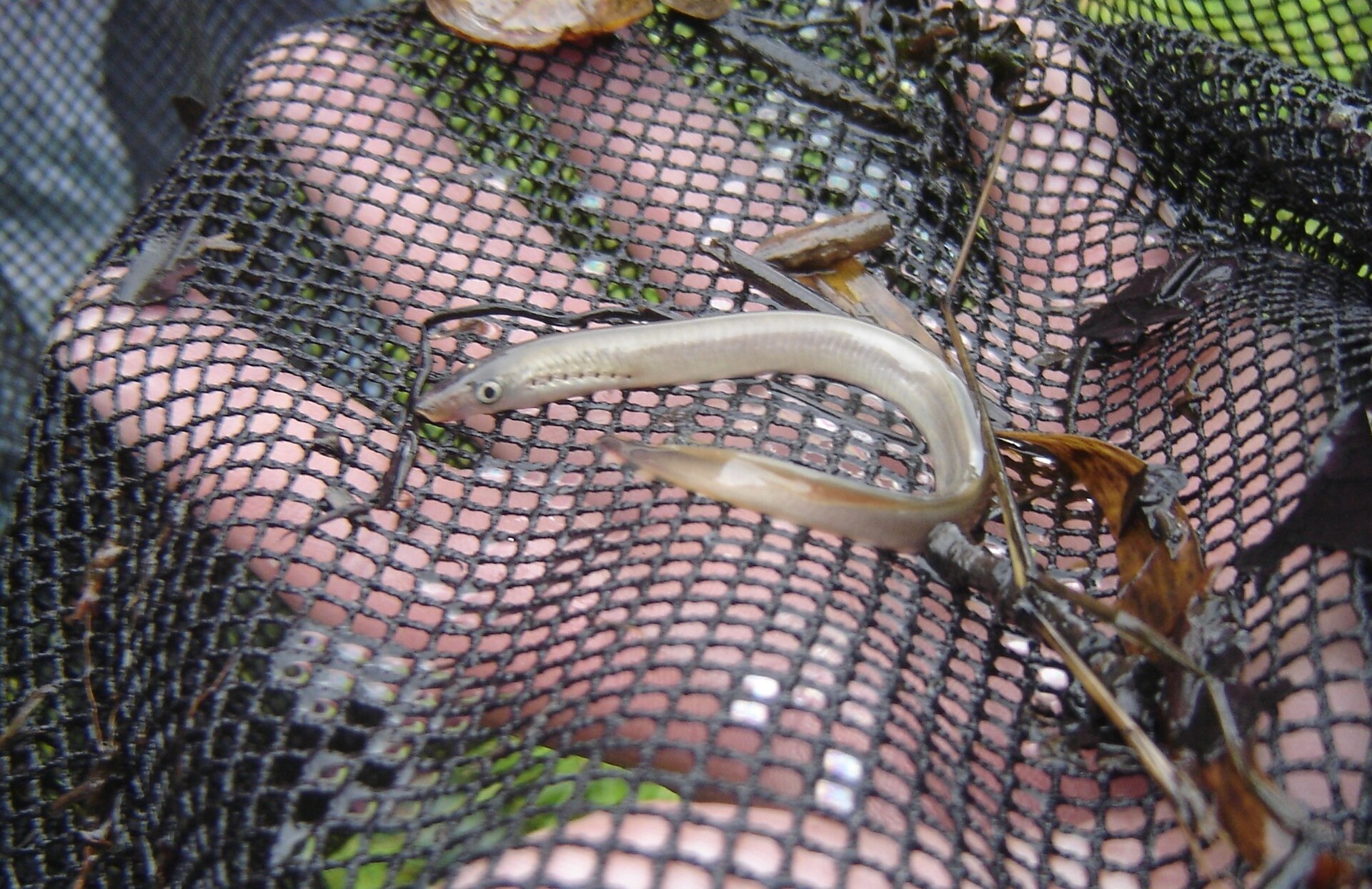 lamproie dangereux - identification