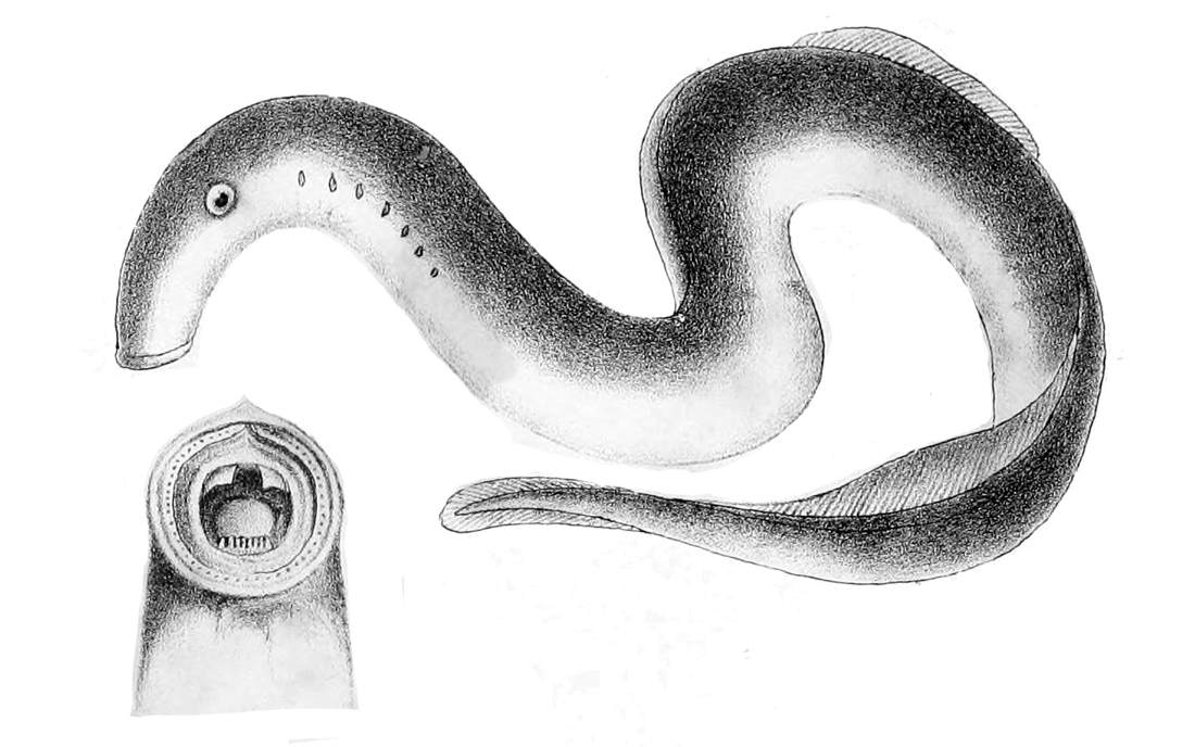 pêche lamproie dangereux