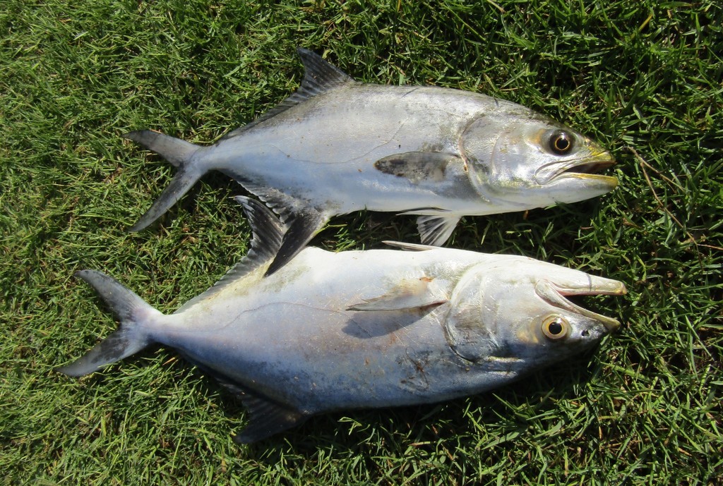 La Liche - Habitat méditerranéen et pêche au vif et aux leurres liche poisson - identification