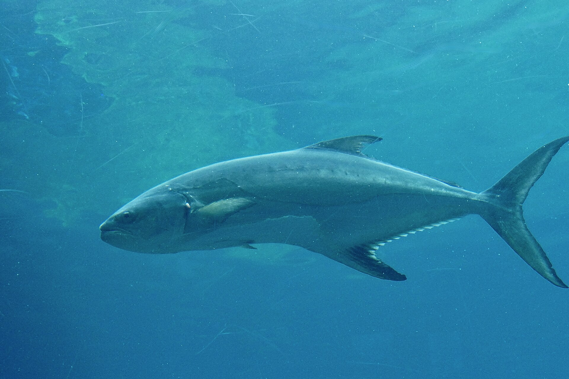 La Liche - Habitat méditerranéen et pêche au vif et aux leurres habitat liche poisson