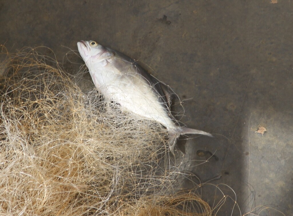 La Liche - Habitat méditerranéen et pêche au vif et aux leurres pêche liche poisson