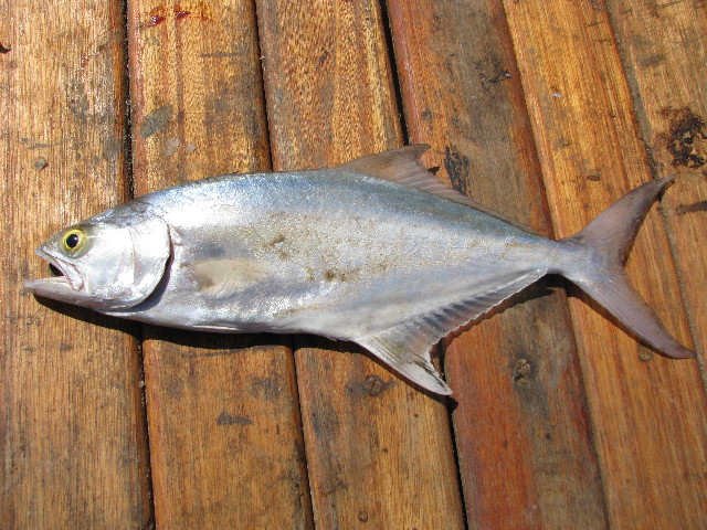 La Liche - Habitat méditerranéen et pêche au vif et aux leurres liche poisson - Liche