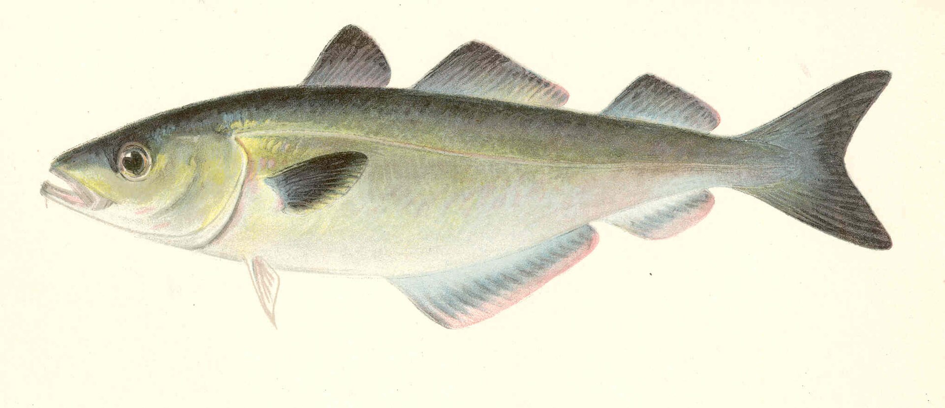 Le Lieu Noir - Habitat en épave et pêche côtière lieu noir poisson - identification