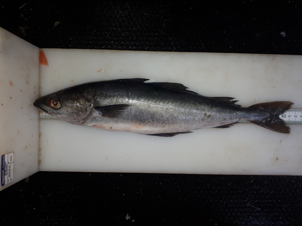 Le Lieu Noir - Habitat en épave et pêche côtière habitat lieu noir poisson