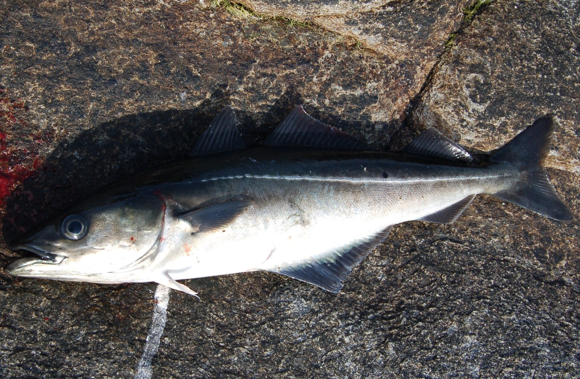 Le Lieu Noir - Habitat en épave et pêche côtière pêche lieu noir poisson