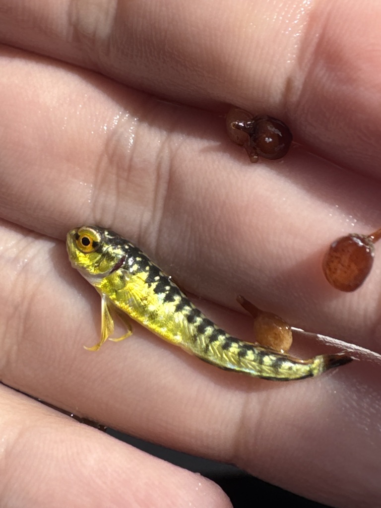 Le Mahi-Mahi - Habitat pélagique et pêche en haute mer mahi mahi - identification