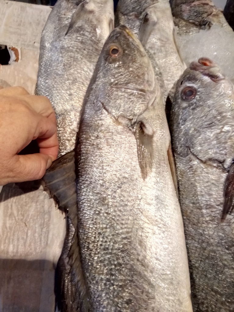 Le Maigre - Distribution atlantique et pêche aux leurres maigre poisson - identification