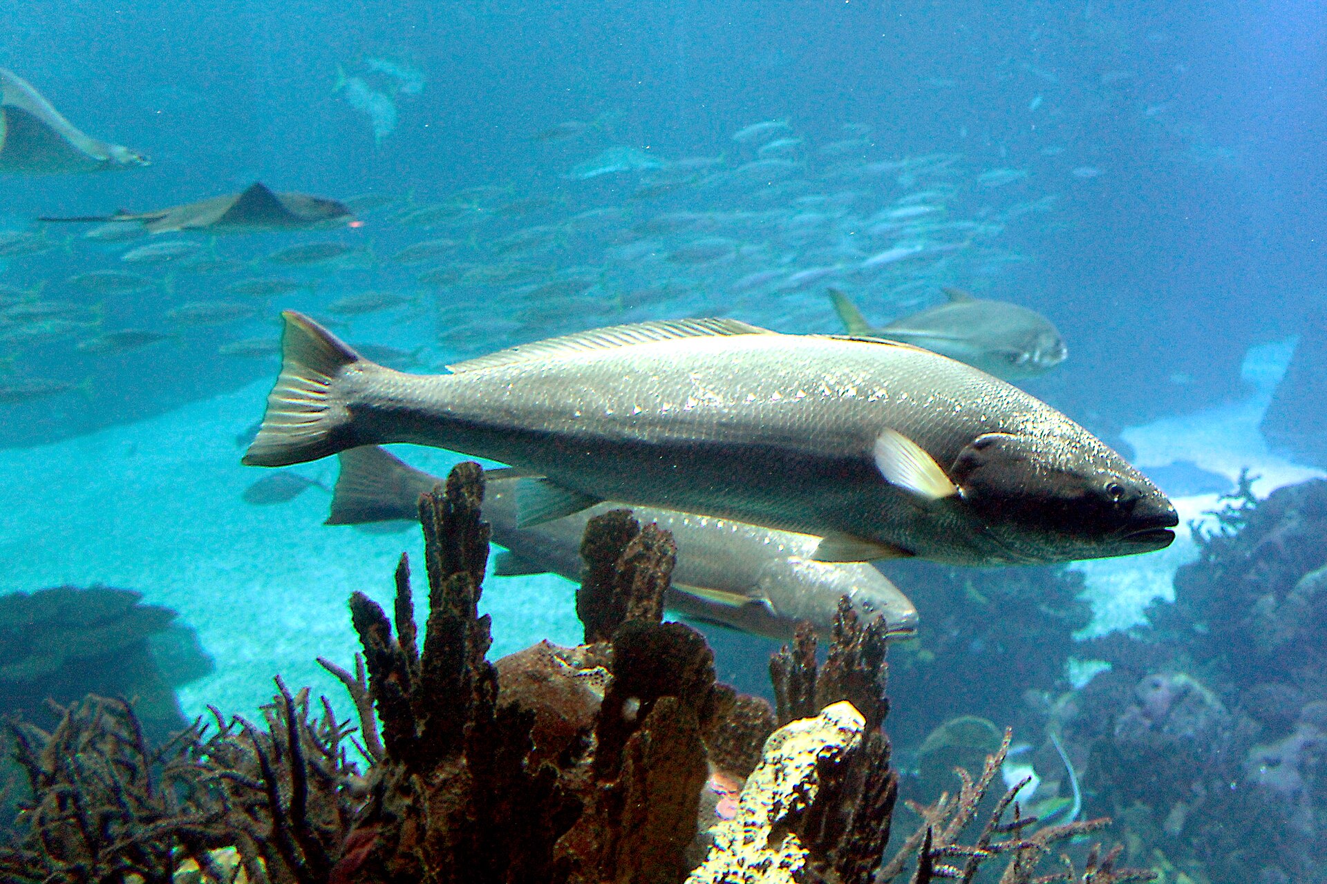 maigre poisson - Maigre