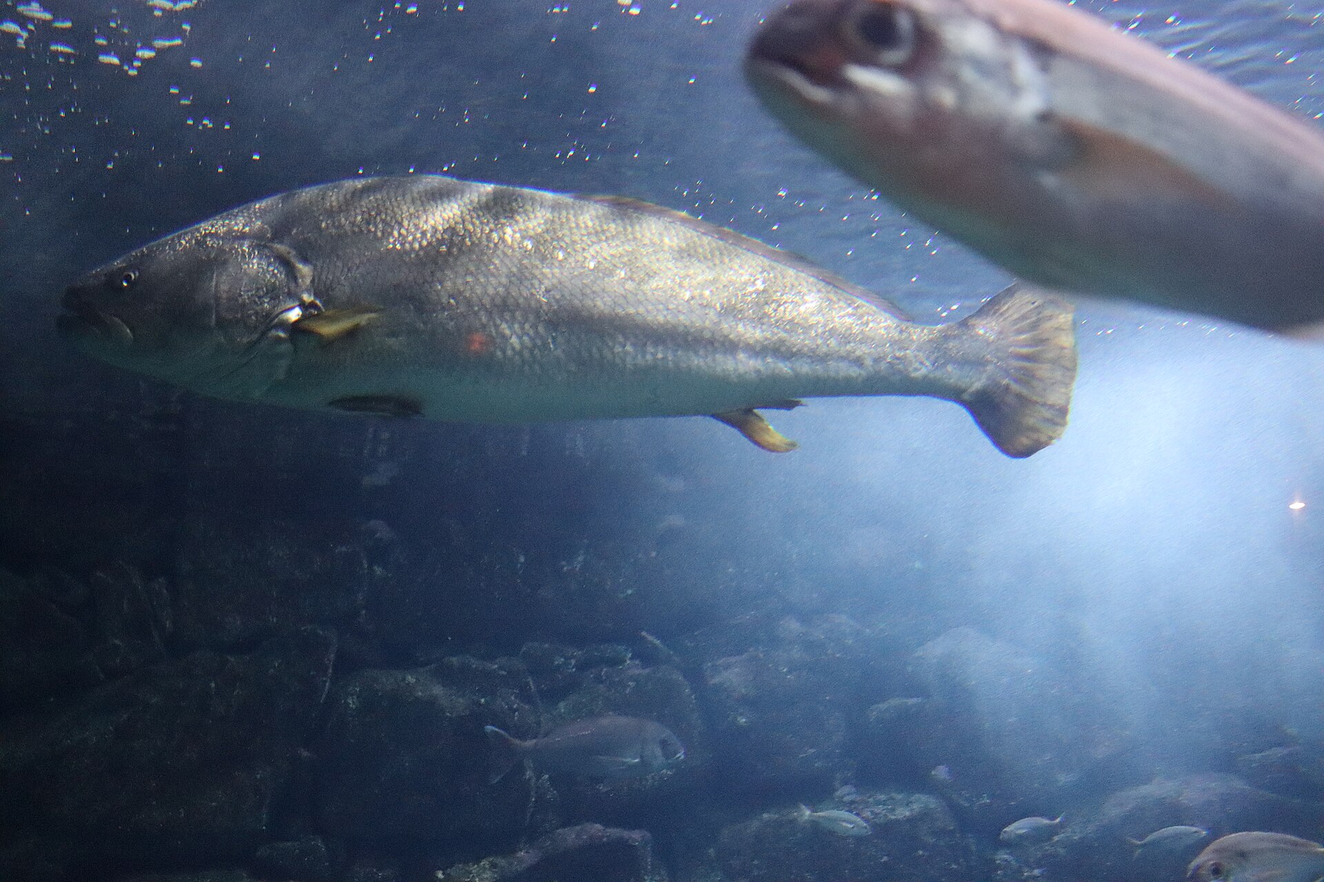 Le Maigre - Distribution atlantique et pêche aux leurres habitat maigre poisson