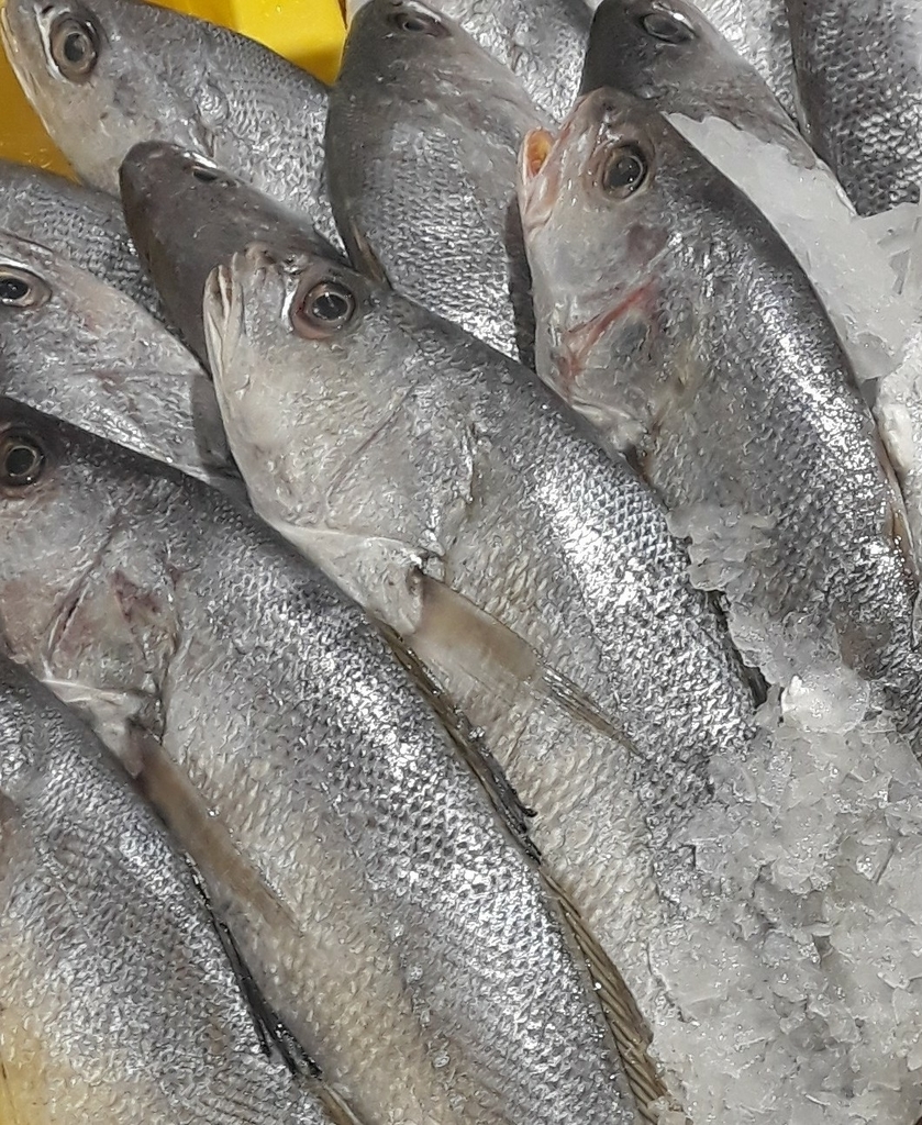 Le Maigre - Distribution atlantique et pêche aux leurres pêche maigre poisson
