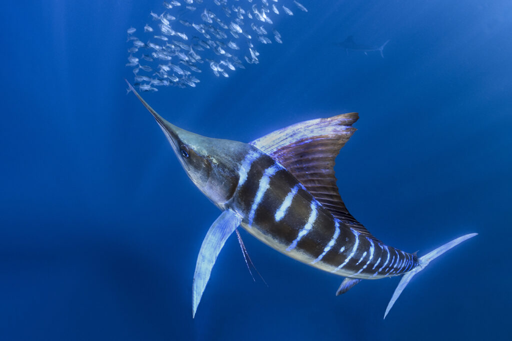 Le Marlin - Biologie, records mondiaux et pêche au gros marlin fish poisson