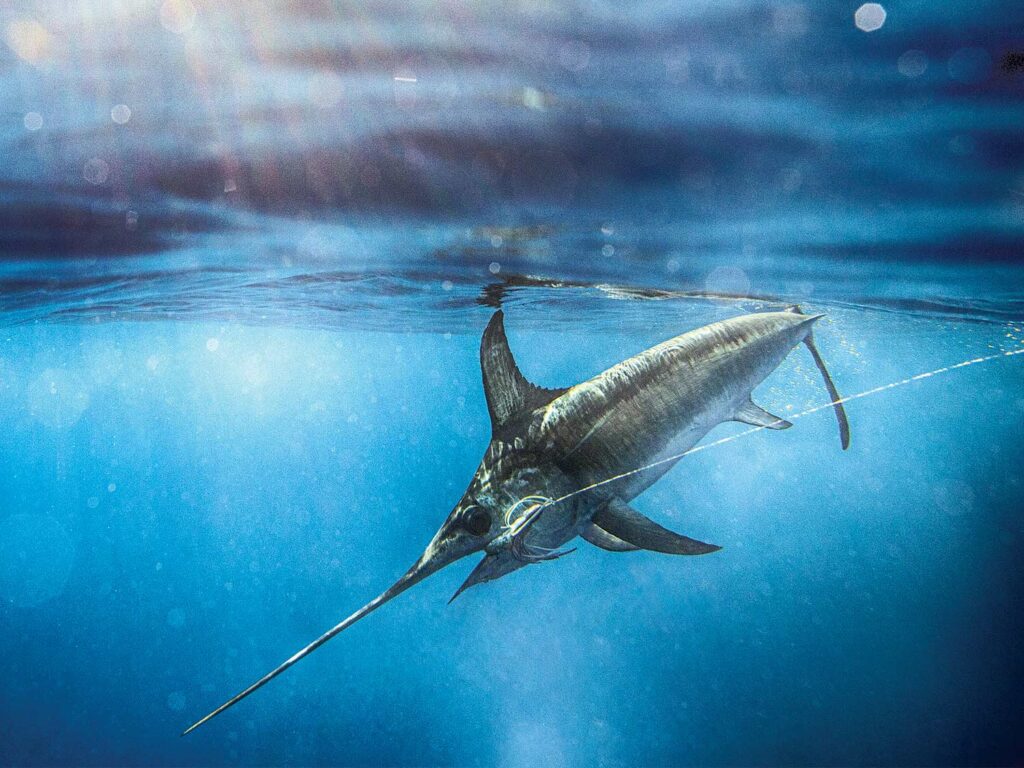 marlin poisson