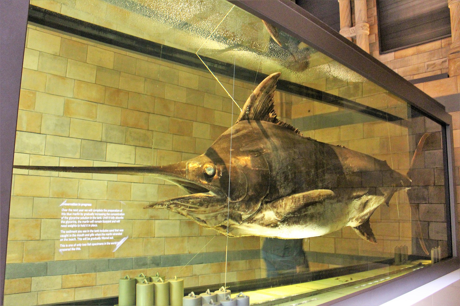 pêche marlin - identification