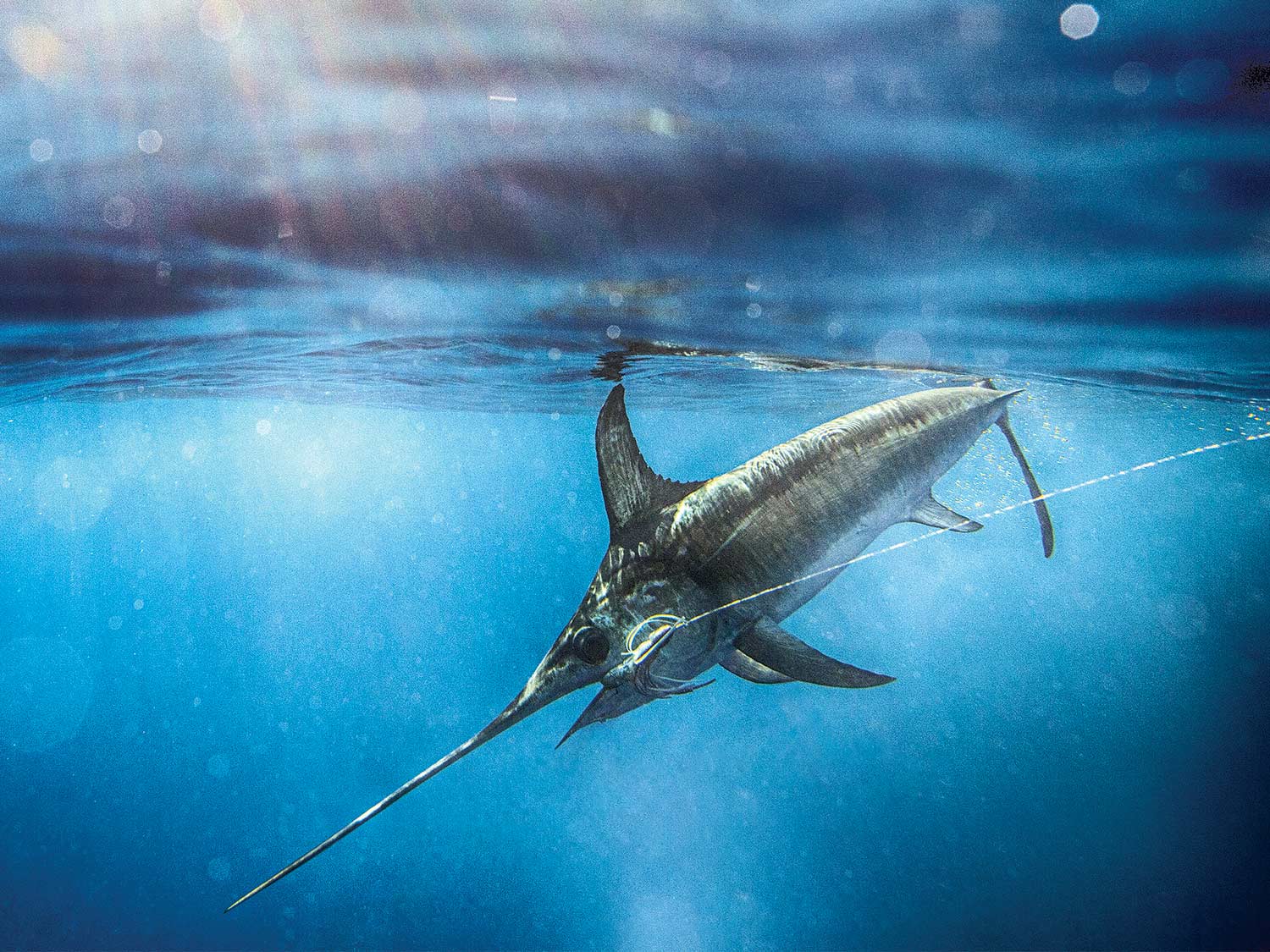 marlin poisson