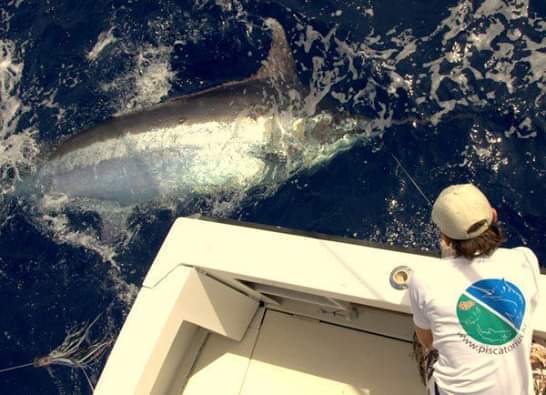 habitat pêche marlin