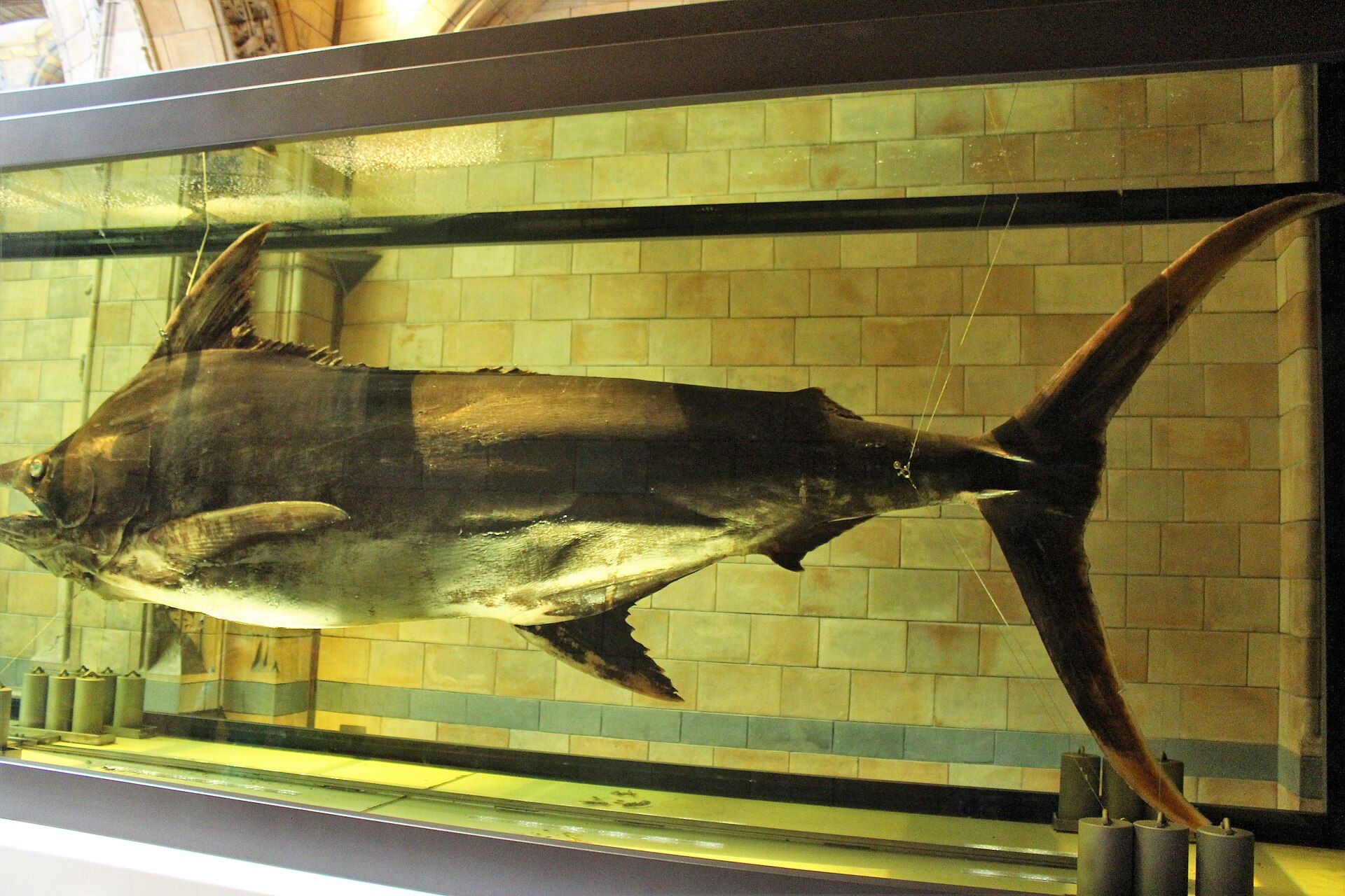 pêche pêche marlin