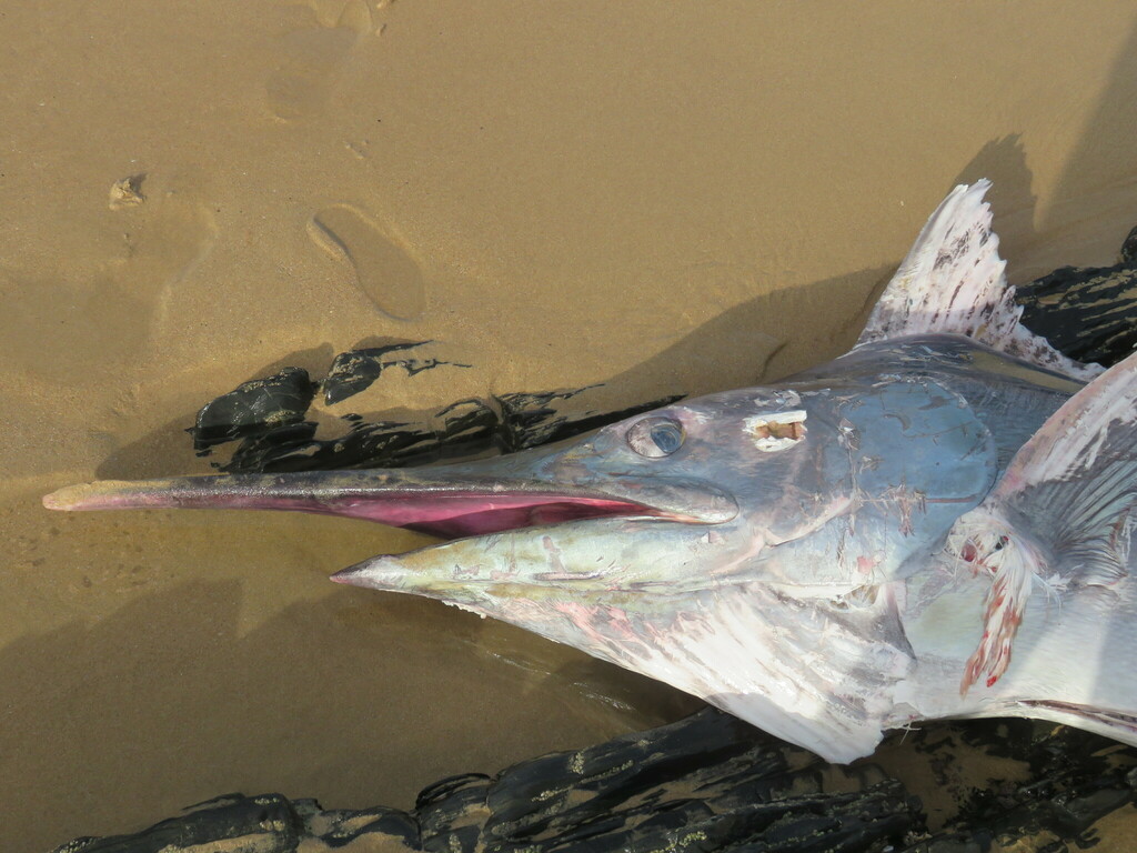 pêche marlin - Marlin