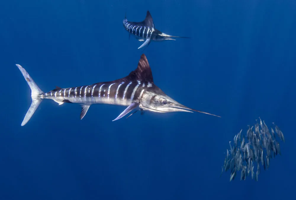 Le Marlin - Biologie, records mondiaux et pêche au gros marlin rayé poisson