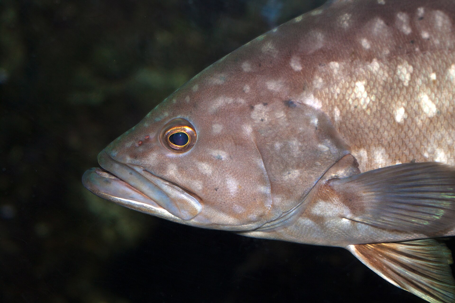 Le Mérou - Habitat méditerranéen, biologie et réglementation merou - identification