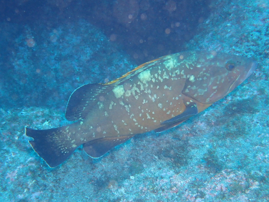 Le Mérou - Habitat méditerranéen, biologie et réglementation habitat merou