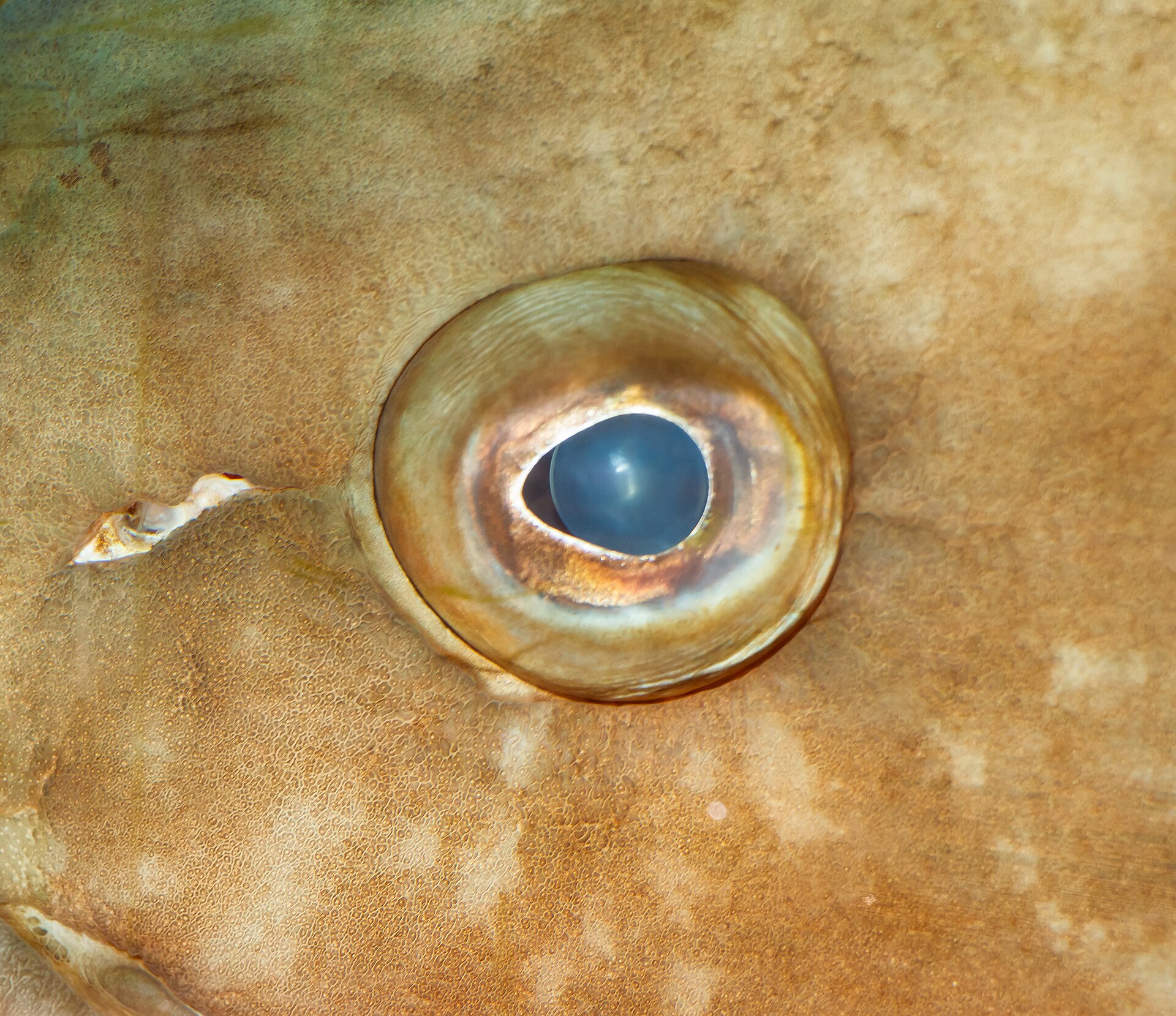 Le Mérou - Habitat méditerranéen, biologie et réglementation pêche merou