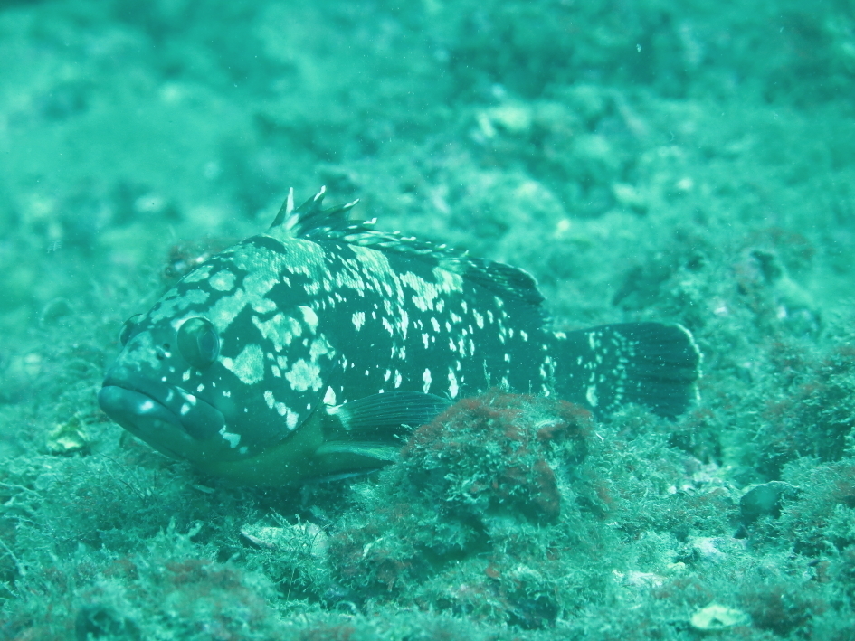 Le Mérou - Habitat méditerranéen, biologie et réglementation merou - Mérou