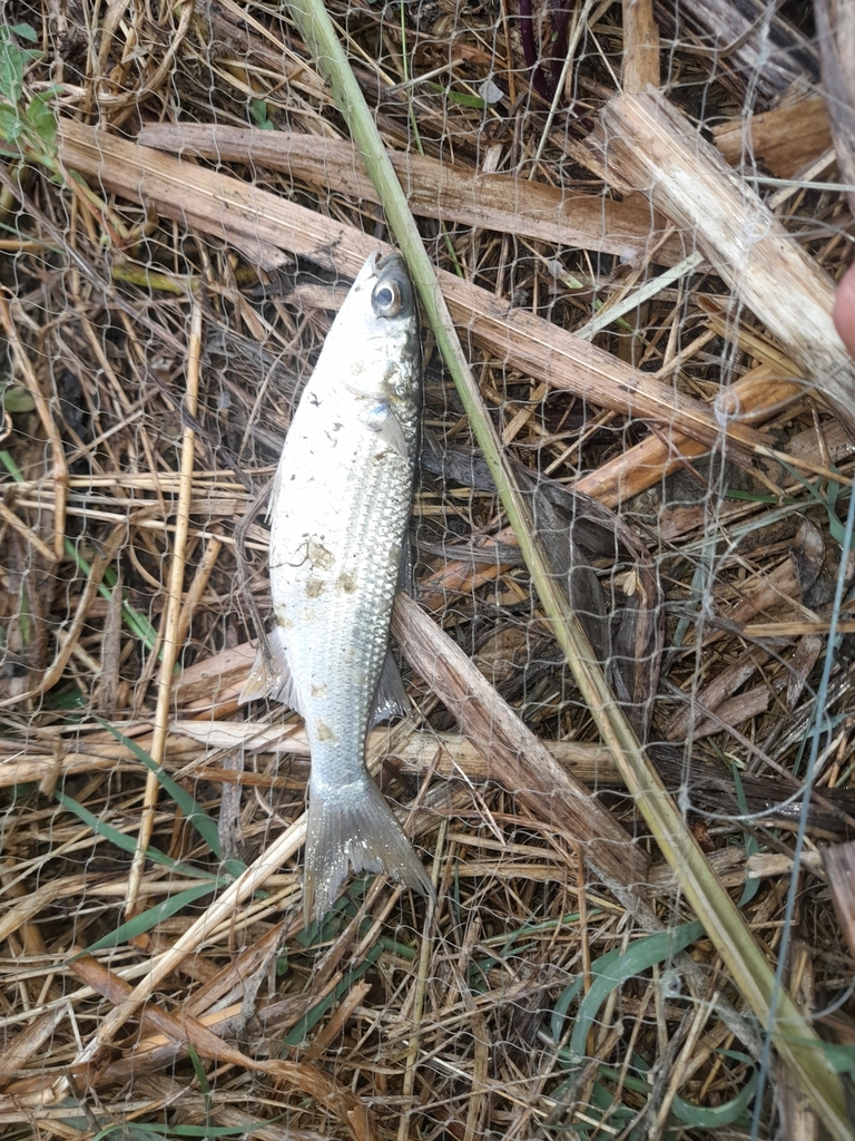 Le Mulet - Habitat côtier et pêche à la mouche et en surf pêche les mulet