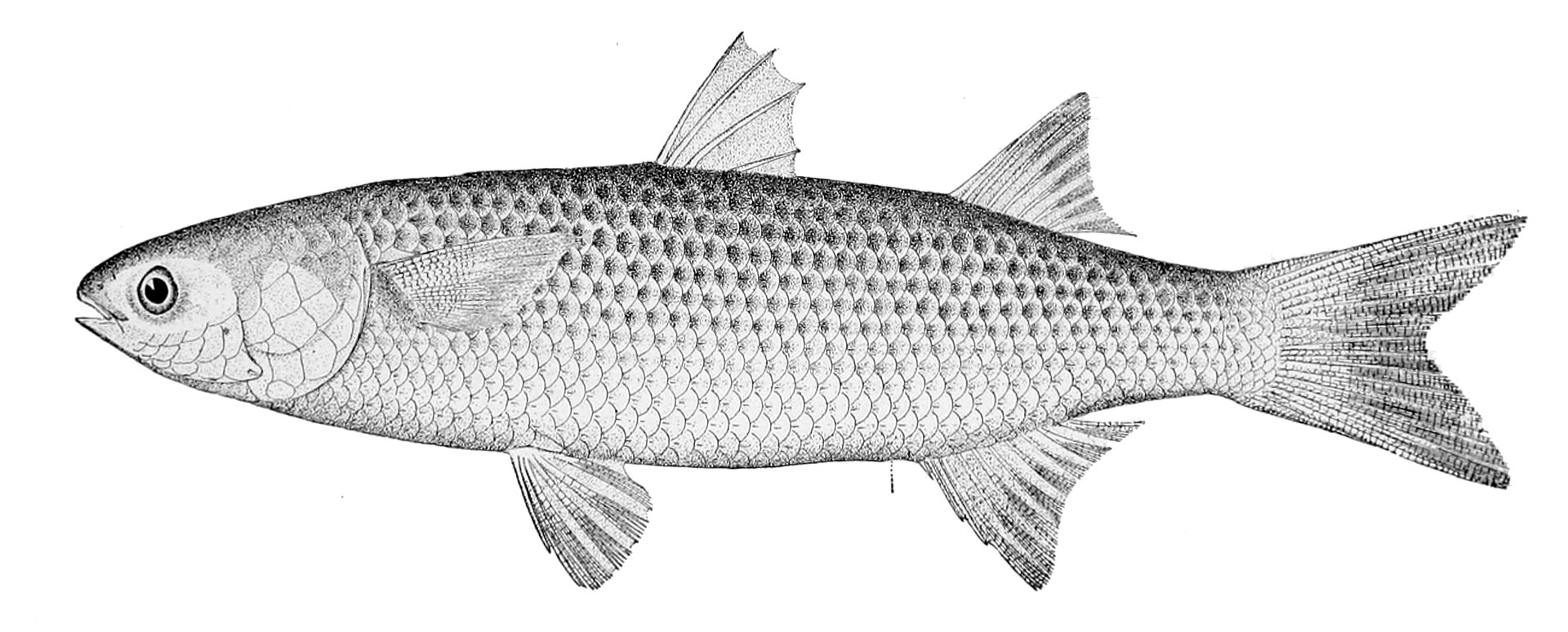 Le Mulet - Habitat côtier et pêche à la mouche et en surf les mulet - Mulet