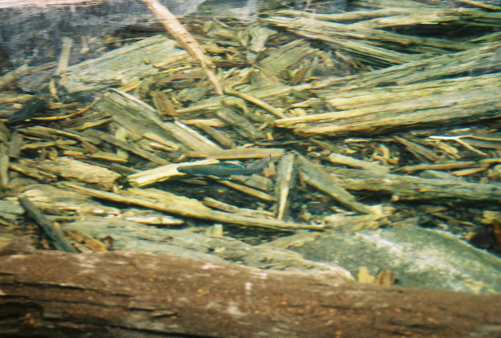 L'Ombre Commun - Caractéristiques, habitat et pêche à la mouche ombre commun - identification