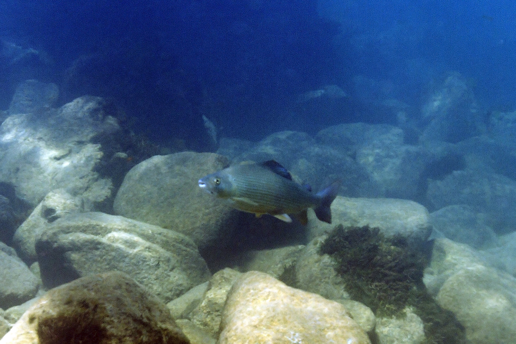 L'Ombre Commun - Caractéristiques, habitat et pêche à la mouche habitat ombre commun