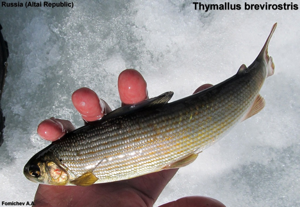 L'Ombre Commun - Caractéristiques, habitat et pêche à la mouche pêche ombre commun