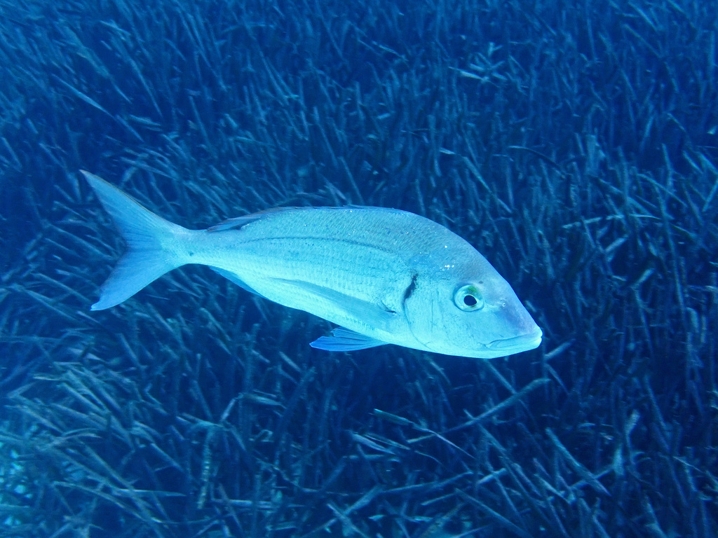 Le Pageot - Morphologie, habitat benthique et pêche en dérive pageot - identification