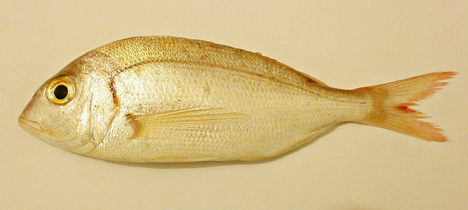 Le Pageot - Morphologie, habitat benthique et pêche en dérive habitat pageot