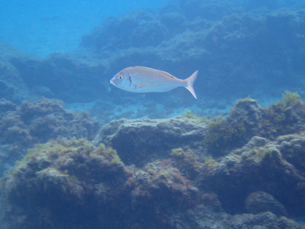 Le Pageot - Morphologie, habitat benthique et pêche en dérive pêche pageot