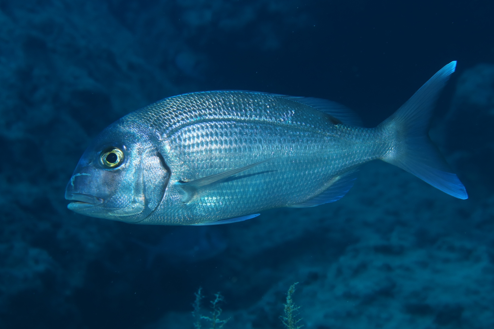 Le Pagre - Distribution méditerranéenne et techniques de pêche habitat pagre
