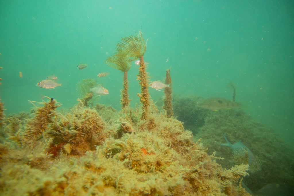 Le Pagre - Distribution méditerranéenne et techniques de pêche pêche pagre