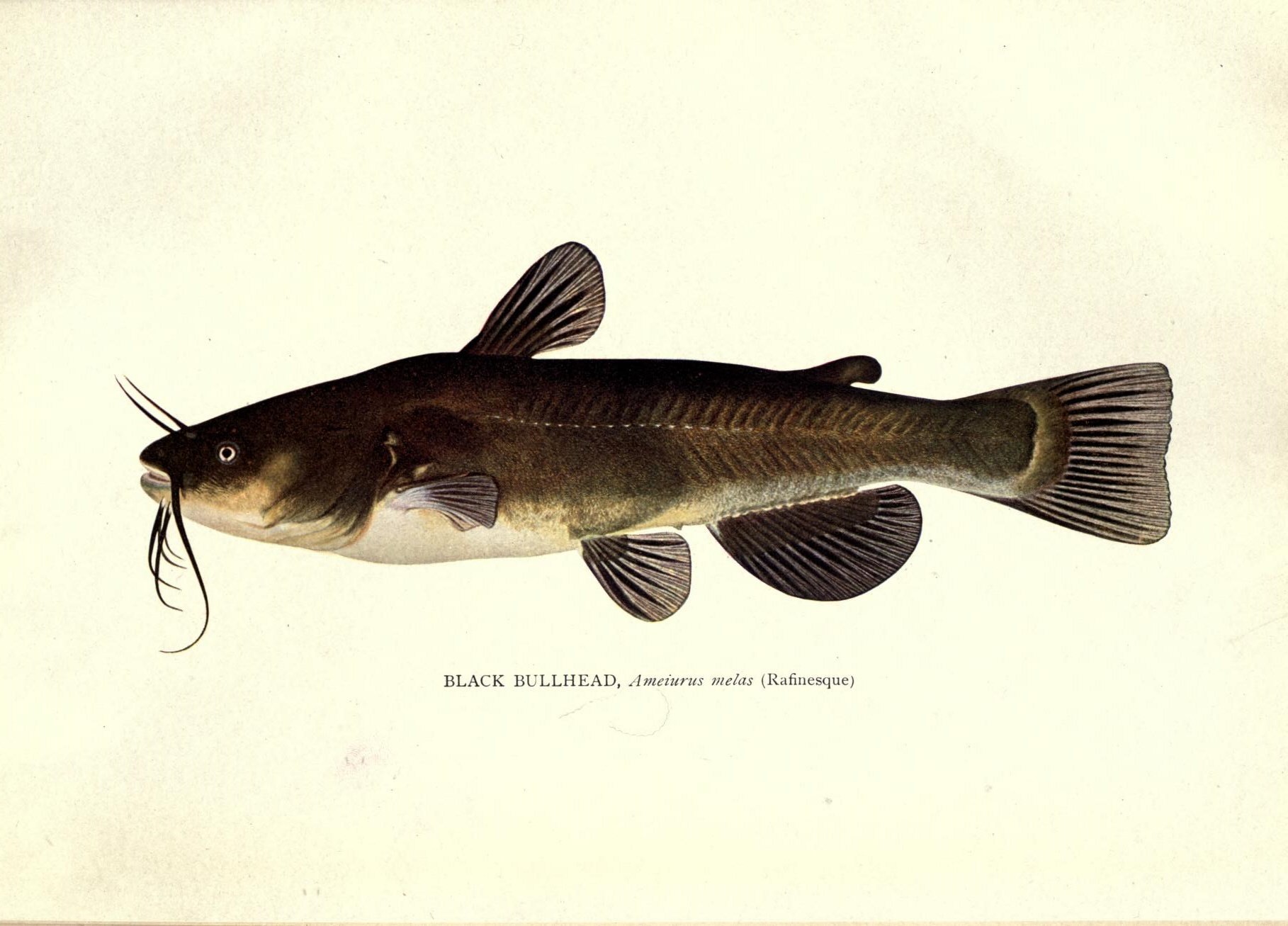 poisson chat - identification
