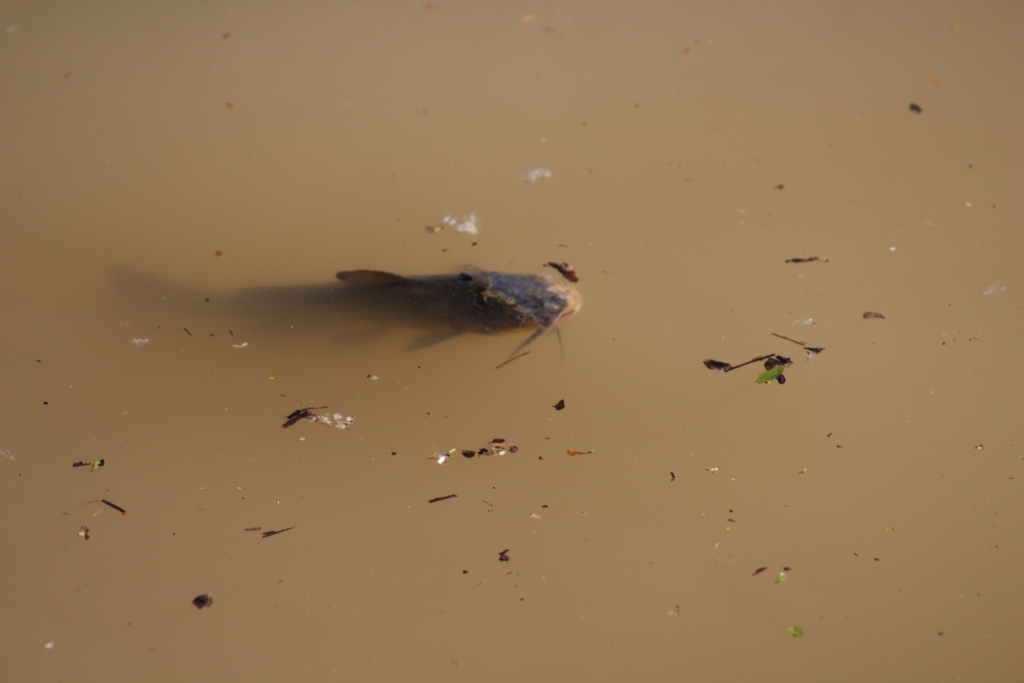 habitat poisson chat